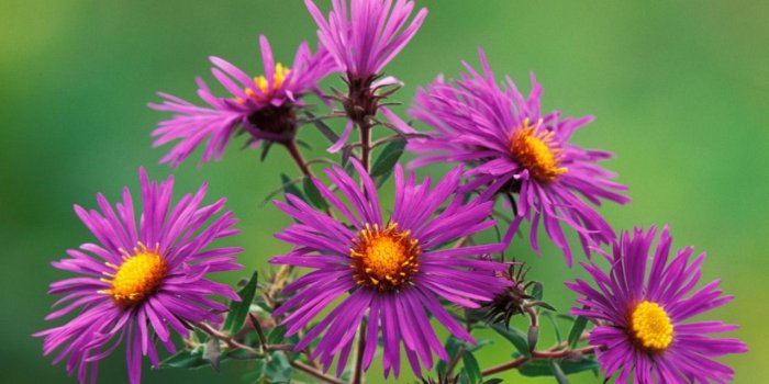 1280x960 New England Asters Wallpaper Flowers Nature Wallpapers in jpg format
