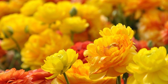 1920x1200 marigold flower wallpaper - HD Wallpaper