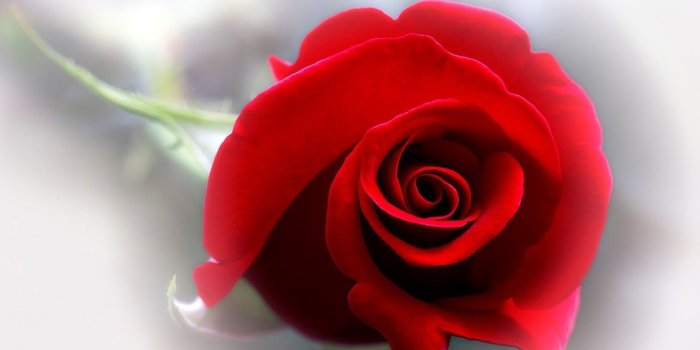 1210x807 Red Expression Color Love New Rose Flower Wallpapers - Good Morning