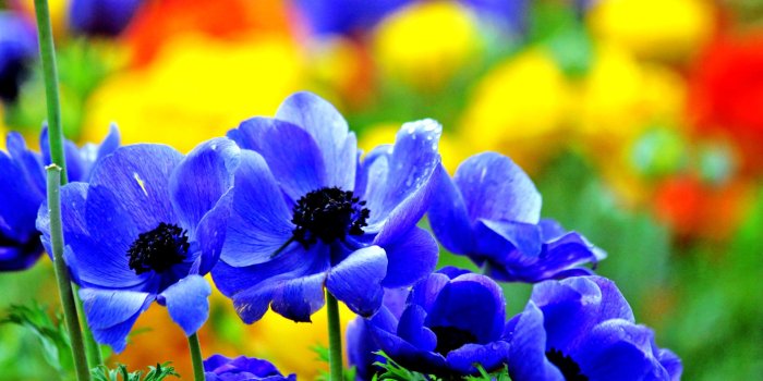 1920x1080 New Flower Wallpaper Hd - Full Hd Wallpaper Flowers Free Wallpaper