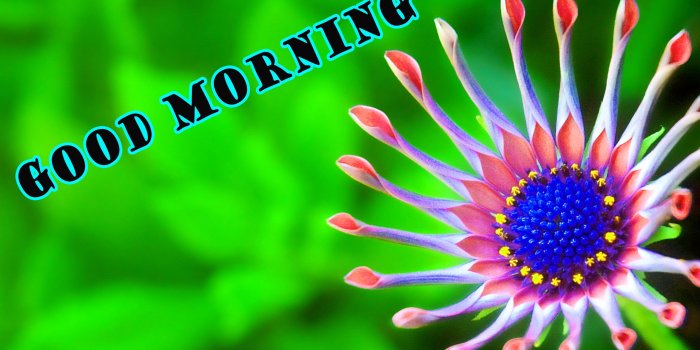 2346x1440 177+ Good Morning Flowers Quotes Wishes Images Wallpaper Photos