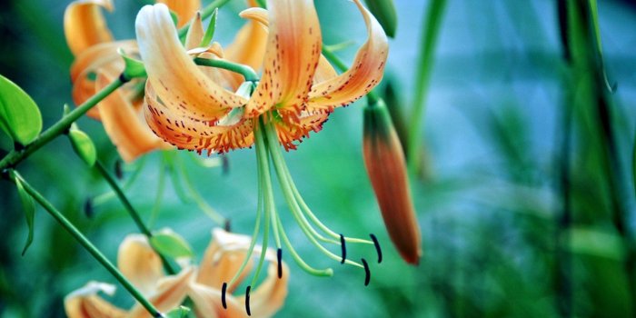 1680x1050 New Wallpaper Images Download - New Flower Image Downloading