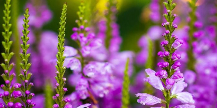 1024x768 Flower Wallpapers (HD) - Download Free Beautiful Flowers Photos.