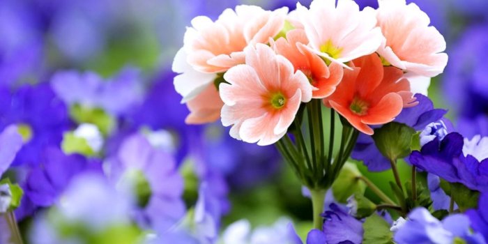 1152x728 New Flower Wallpaper(49+) Wallpaper Collections