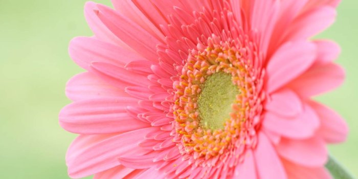1280x1024 New Flowers Wallpapers Free For Desktop - Flowers Healthy