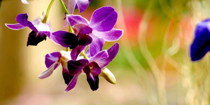 2560x1600 Orchid Flower Wallpaper, Orchid Flower Pictures, New Wallpapers
