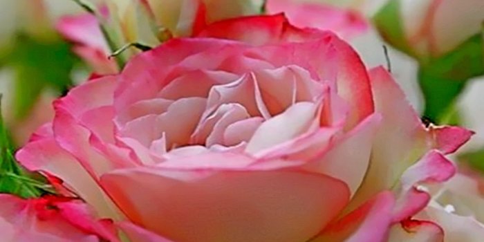 1024x768 Free download Images Collection Beautiful Flower 6 [1024x768] for