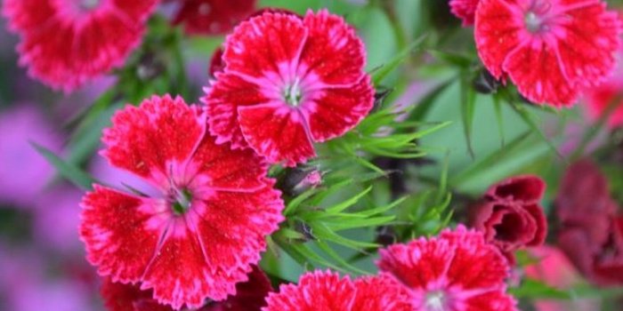 1010x887 New Flower Wallpaper (49+), Download 4K Wallpapers For Free