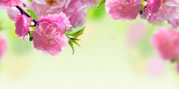 1024x768 Www New Flower Wallpaper 34+ - Page 3 of 3 - hdwallpaper20.com