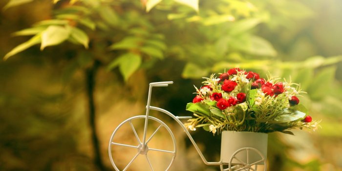 2500x1562 Hd Flower Image – download best on digitalimagemakerworld.com chargeless