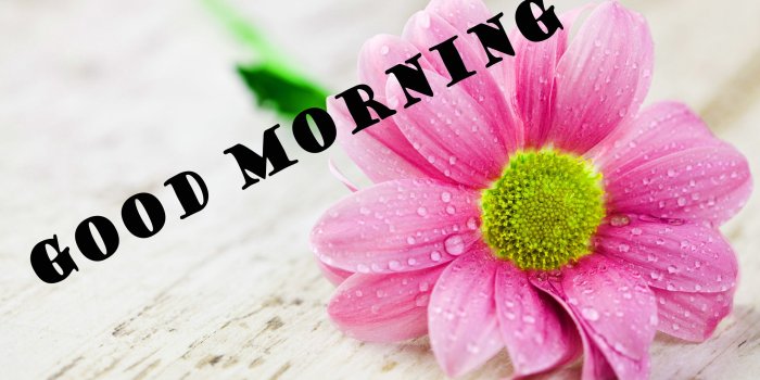 2560x1440 177+ Good Morning Flowers Quotes Wishes Images Wallpaper Photos