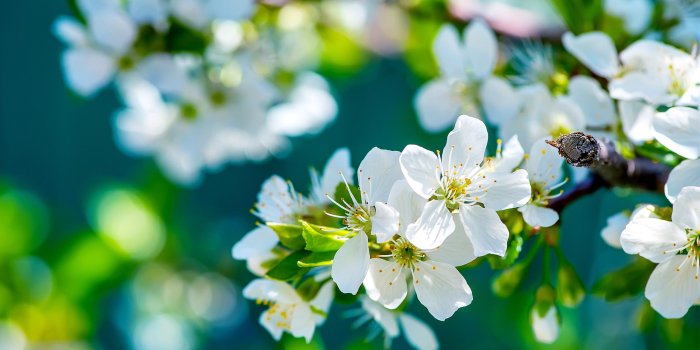 2560x1600 45+ Flowers wallpapers ·① Download free beautiful full HD