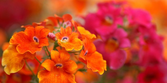 1600x1200 New Flower Pictures Pic View #803875 Wallpapers | RiseWLP