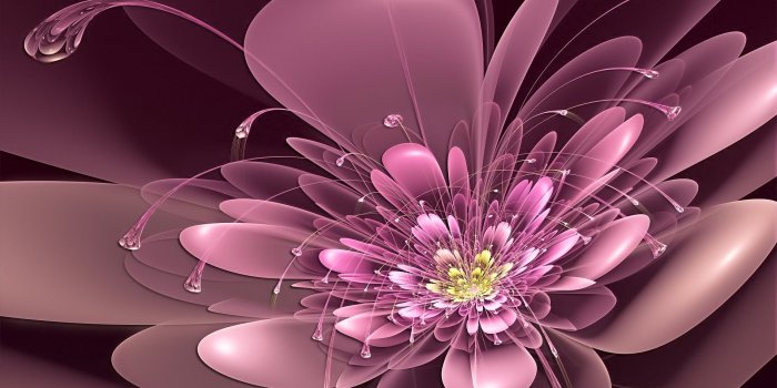 1920x1080 New Flower Wallpaper Hd (69+) - HD Nice Wallpapers