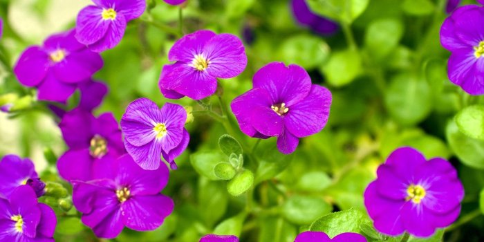 1920x1080 New Purple Flowers Photos View #874932 Wallpapers | RiseWLP