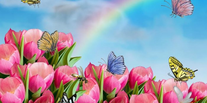 1024x768 Animated Flower Wallpaper | 2019 Live Wallpaper HD