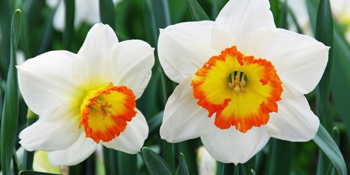 1920x1200 Daffodil, Flower, Wide, HD, New, Wallpaper, Free, Beautiful, Desktop
