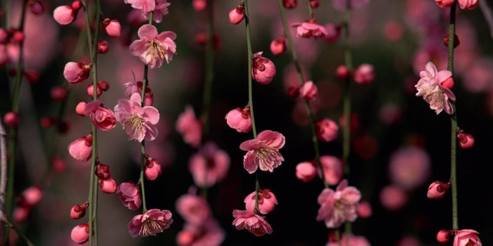 1680x1050 Flower Wallpaper Hd Spring Flowers Desktop Photos New Wallpapers