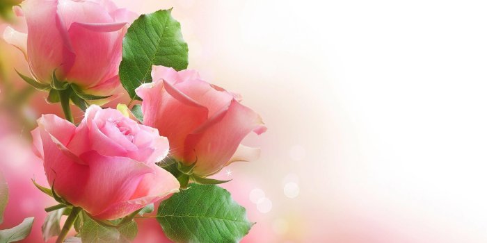 2880x1800 New Flower Wallpaper Hd , (69+) Pictures