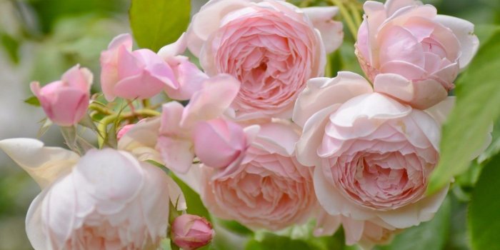 1366x768 Flower: Pink Flowers Plant Nature Rose Roses Blooms Year New Flower