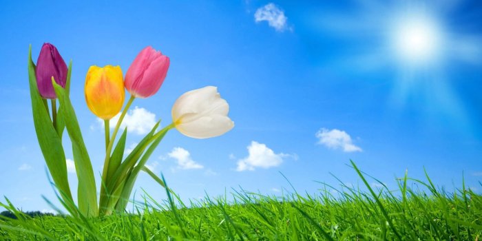 1920x1200 45+ Animated Flower Wallpapers - Download at WallpaperBro