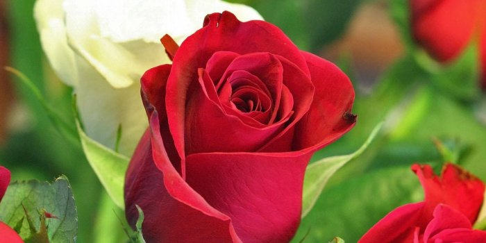 1600x1200 Flower New Year Wallpapers – Happy New Year 2019 Pictures