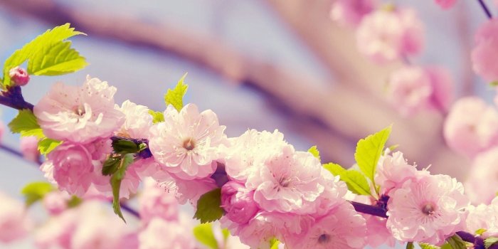 1920x1080 New Spring Flowers wallpaper