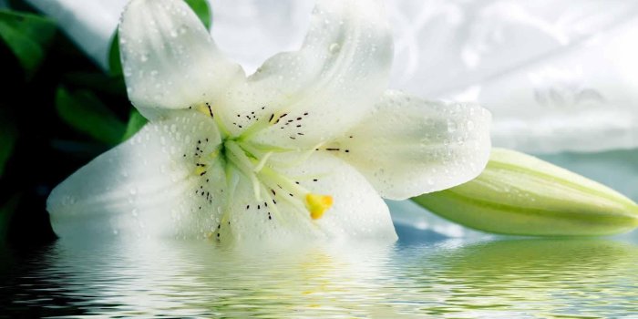 1920x1080 White lily - (#142518) - High Quality and Resolution Wallpapers on