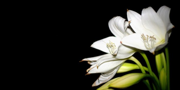 1332x850 Wallpaper nature, petals, white Lily images for desktop, section