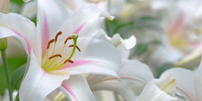 1920x1200 56+ Lilies Wallpapers on WallpaperPlay