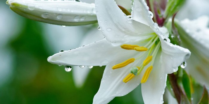 1366x768 White Lily Flower wallpaper | 1366x768 | #51921