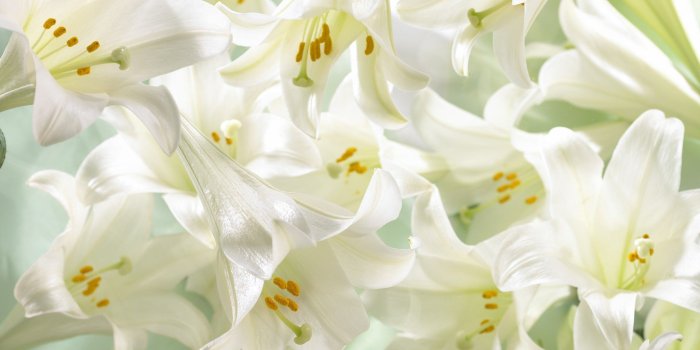 1920x1080 Free Lily Wallpapers HD