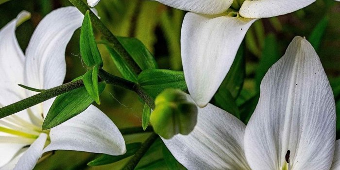 1080x1920 White lilies, flowers, petals, spring 1080x1920 iPhone 8/7/6/6S Plus