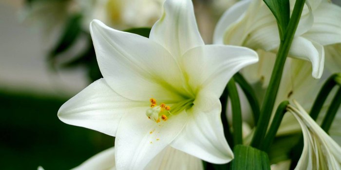 1600x1067 White Lily Wallpaper Picture As Wallpaper HD - Sotoak