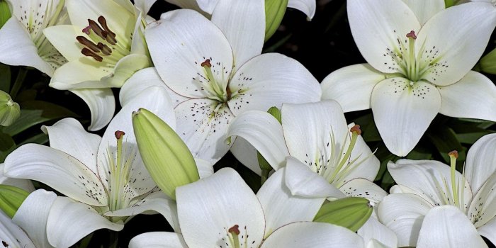 1920x1080 White Lily Flowers and Buds Wallpaper - Wallpaper Stream