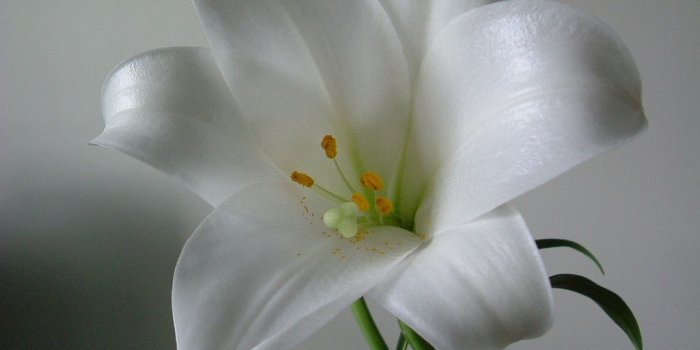 1024x768 images of lily flowers | Collection: Wallpapers, Images