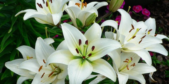 1600x1200 White Lilies Wallpaper and Background Image | 1600x1200 | ID:742697