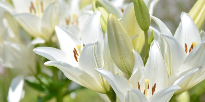 1332x850 Wallpaper macro, Lily, petals, buds, white lilies images for desktop