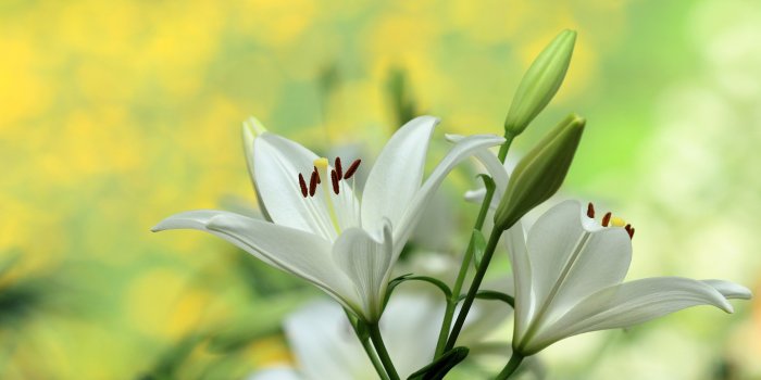 3840x2160 Wallpaper White lily, flowers photography 3840x2160 UHD 4K Picture
