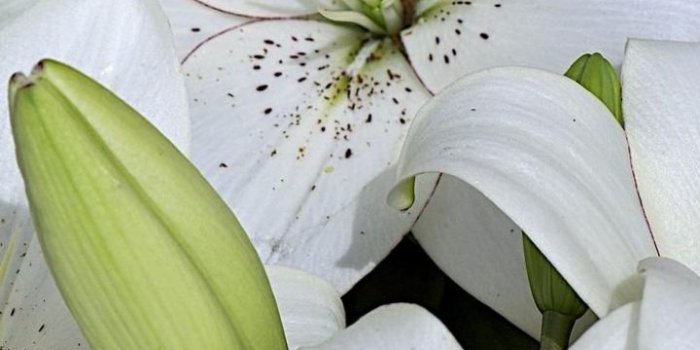 720x1280 Best White lily in the garden Wallpapers (8 + Images)