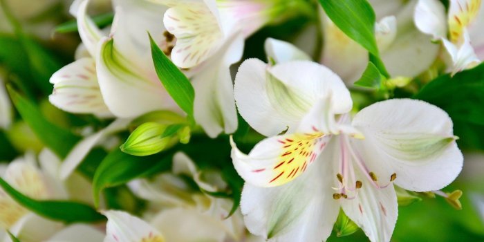 1600x900 Beautiful White Lily Flower HD Wallpaper – HD Wallpapers Pictures