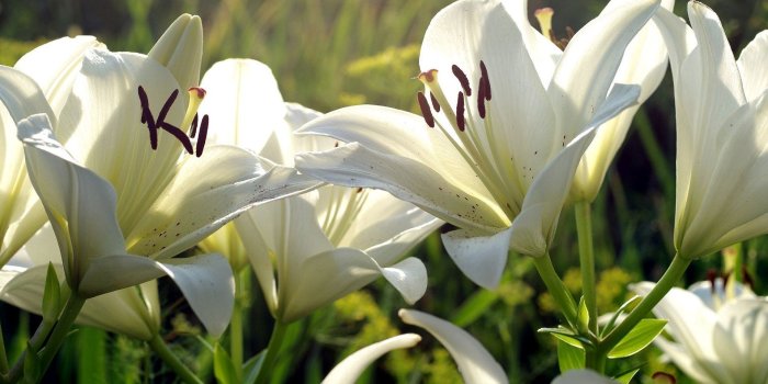 1920x1200 White lilies wallpaper - Flower wallpapers - #47268
