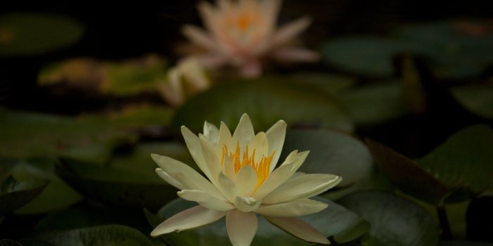 1920x1080 Creamy White Lily Wallpaper – Loch Ness Water Gardens
