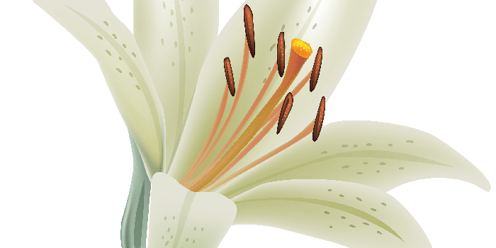 3000x2723 White Lily Wallpapers Picture - Sotoak
