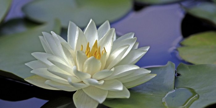 1920x1080 Water White Lily and Leaves Wallpaper - Wallpaper Stream