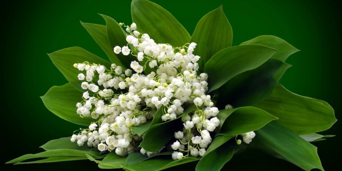 1920x1200 White Lily Of The Valley wallpapers | White Lily Of The Valley stock