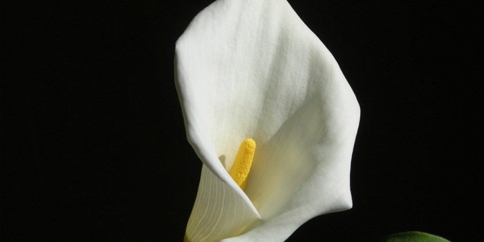 1024x768 Desktop Wallpapers » Flowers Backgrounds » Calla White Lily » www