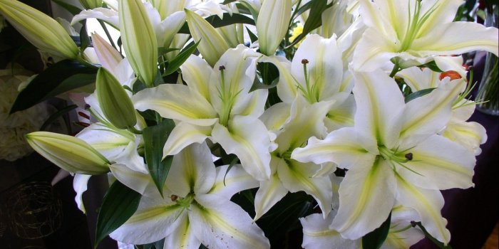 2000x1330 Bouquet of white Lily flowers HD wallpaper | Wallpaper Flare