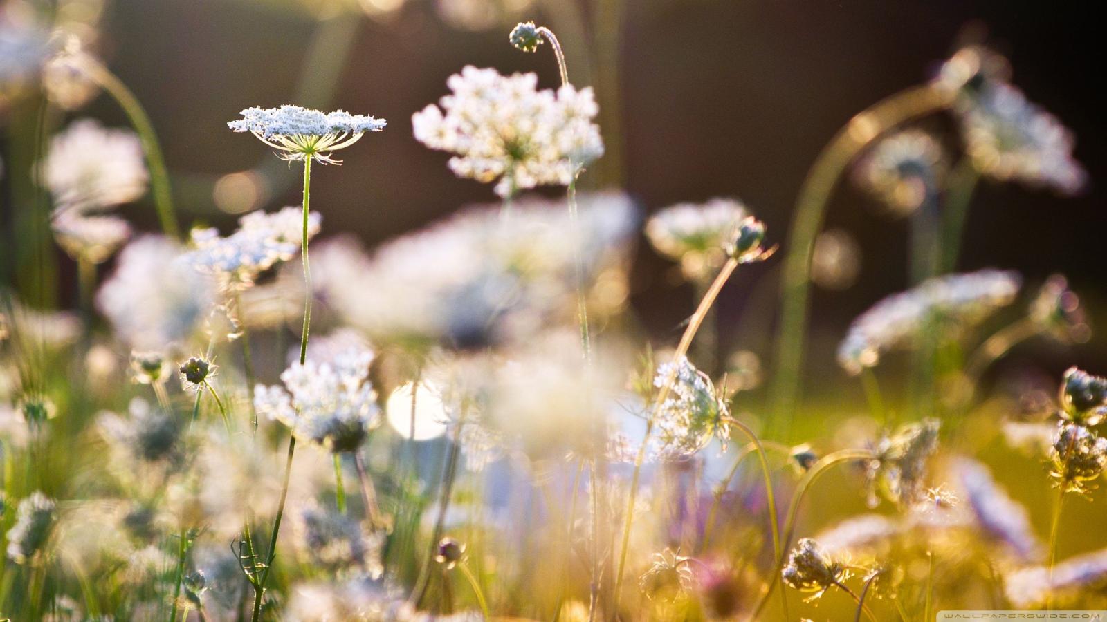 2560x1440 Standard - Full Screen Romantic Wallpaper Hd (#1062485) - HD