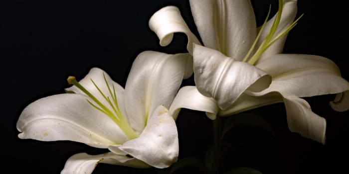 2560x1600 Wallpaper White lilies, black background 2560x1600 HD Picture, Image